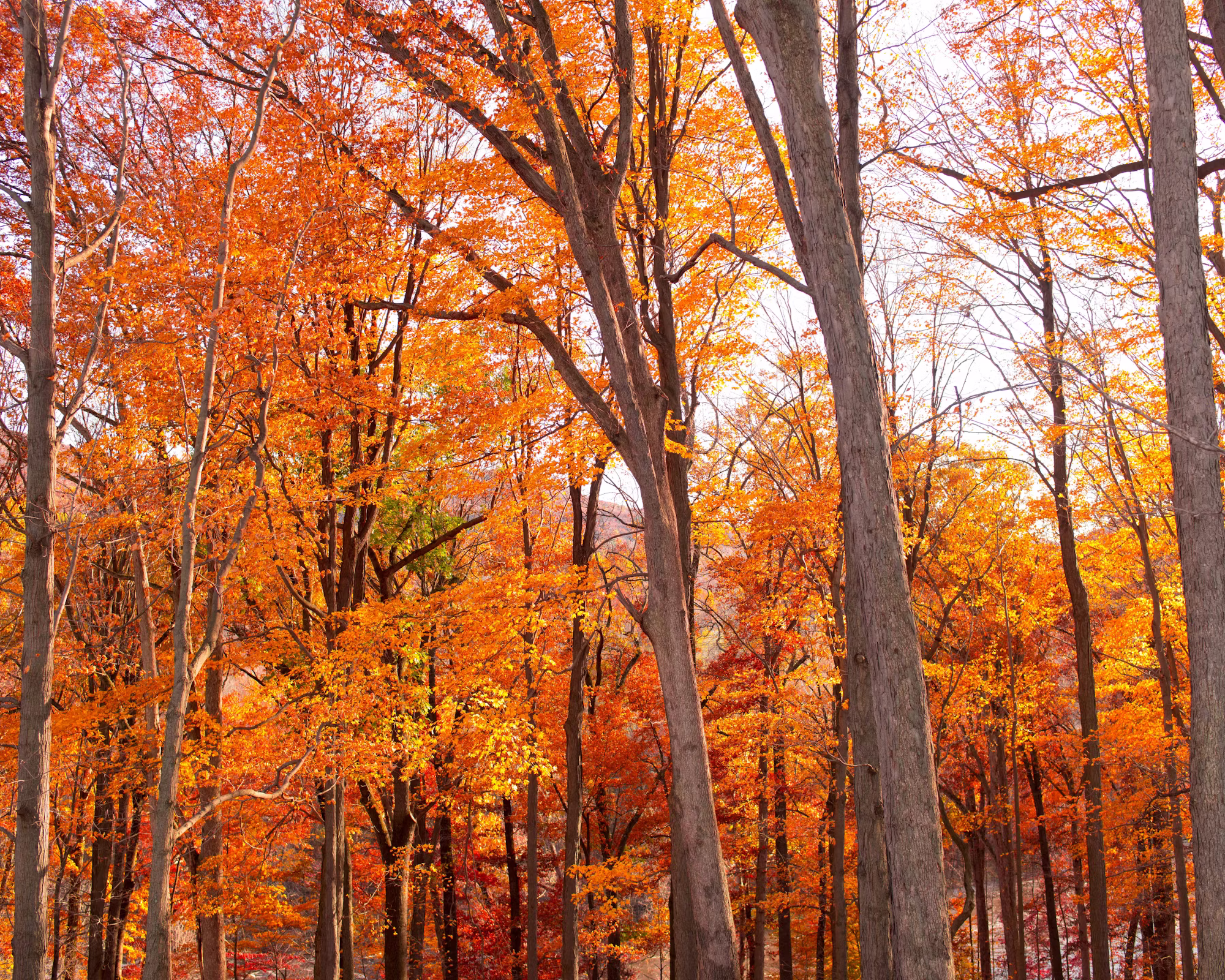 Exploring the Great Outdoors: A Guide to Nature Photography